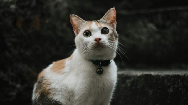 orange and white cat on black surface