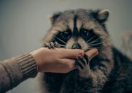a raccoon being held by a woman's hand
