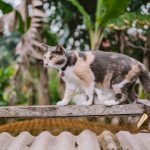 calico cat on brown wooden fence during daytime
