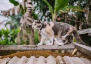 calico cat on brown wooden fence during daytime