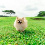 a small dog running across a lush green field