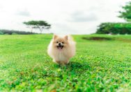 a small dog running across a lush green field