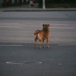 a dog standing in a parking lot