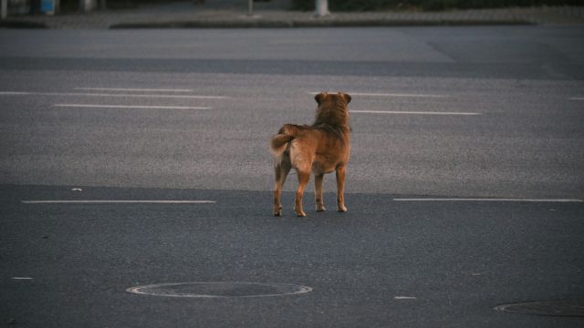 a dog standing in a parking lot