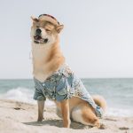 brown and white short coated dog on beach during daytime