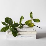 green leafed plant