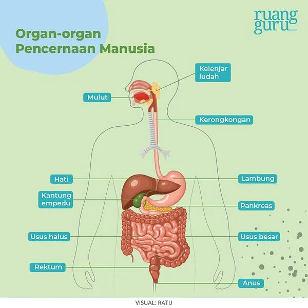 Dubur Adalah Sumber Kesehatan yang Sering Diabaikan
