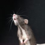 A rat standing on its hind legs looking up