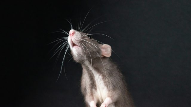 A rat standing on its hind legs looking up