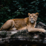 a lion laying on top of a fallen tree