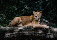a lion laying on top of a fallen tree