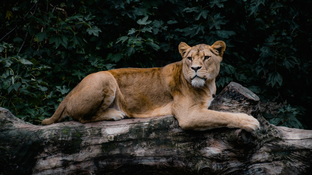 a lion laying on top of a fallen tree