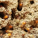 termites-3367350_960_720