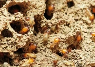 termites-3367350_960_720