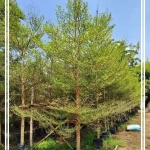 Jual-Pohon-Ketapang-Tinggi-4-Meter