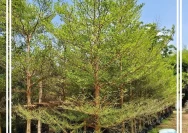 Jual-Pohon-Ketapang-Tinggi-4-Meter