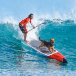 paddle-boarding-with-dogs (1)