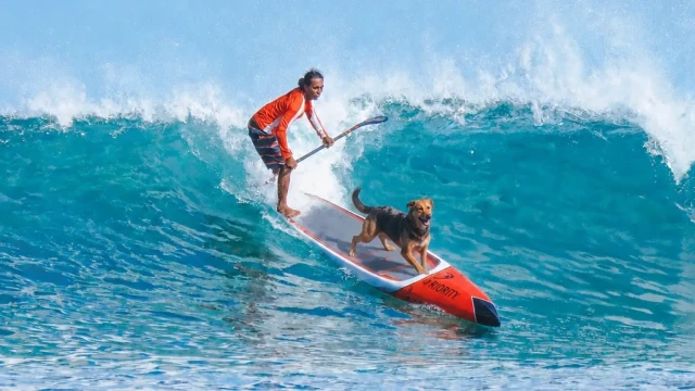 paddle-boarding-with-dogs (1)